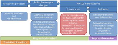 Laboratory and Neuroimaging Biomarkers in Neuropsychiatric Systemic Lupus Erythematosus: Where Do We Stand, Where To Go?